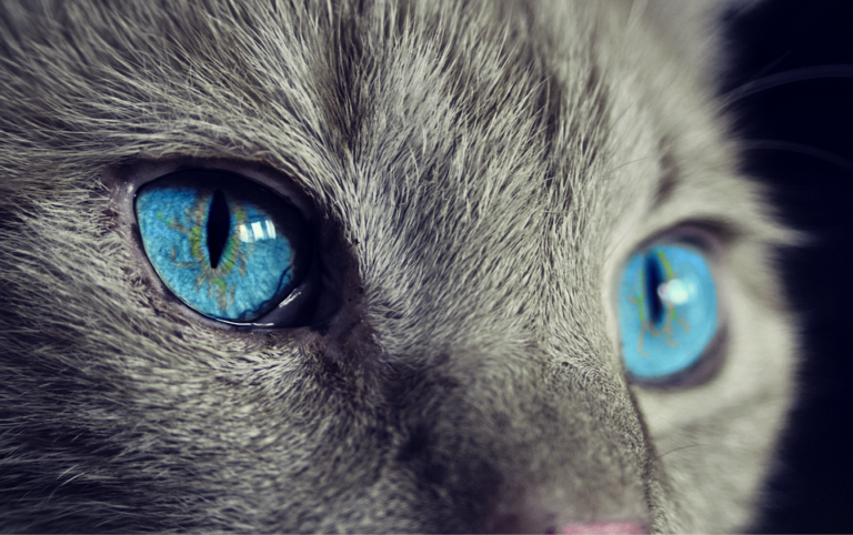 5 accessoires originaux pour la santé et le bien-être de votre chat