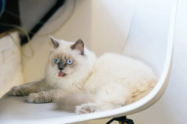 Pourquoi opter pour un collier anti-étranglement pour votre chat ?