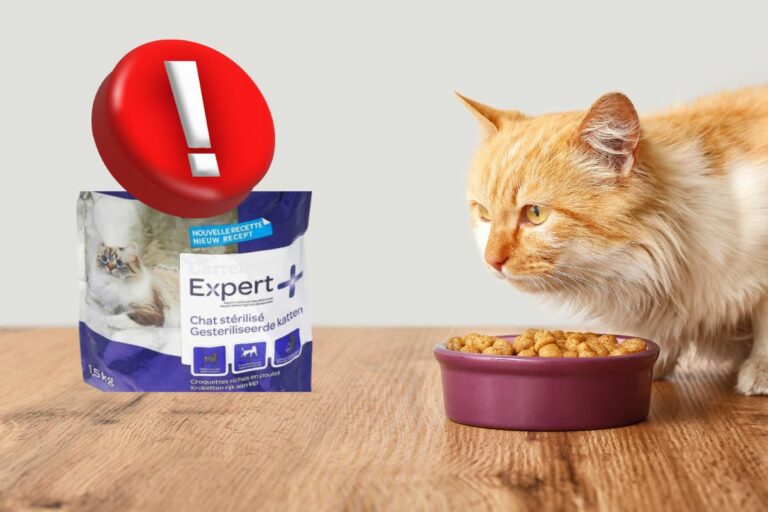 Un chat regarde un bol de croquettes avec un symbole d'alerte rouge.