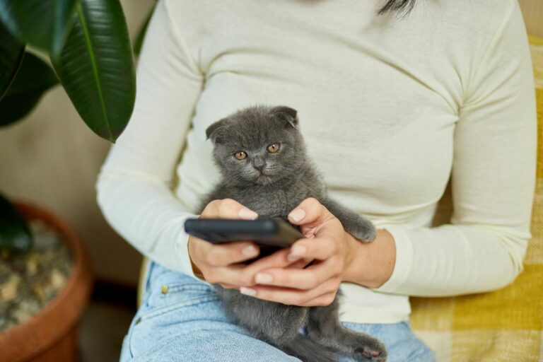 Chaton gris assis sur les genoux d'une personne tenant un smartphone.