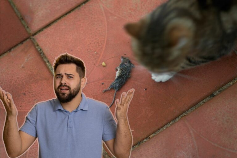 Homme perplexe regardant un chat avec un animal mort.