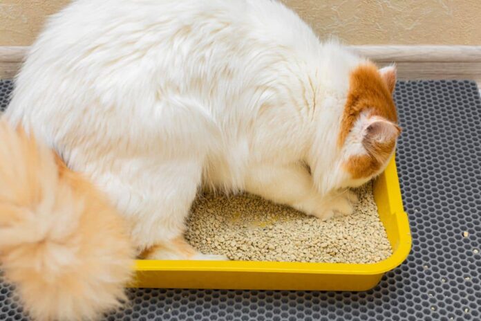 Un chat blanc et roux gratte dans son bac à litière