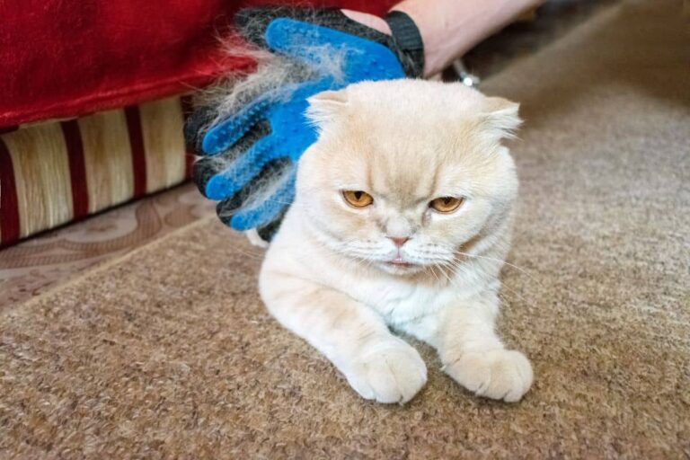 Combattez la mue des chats : voici comment garder votre maison propre et sans poils !