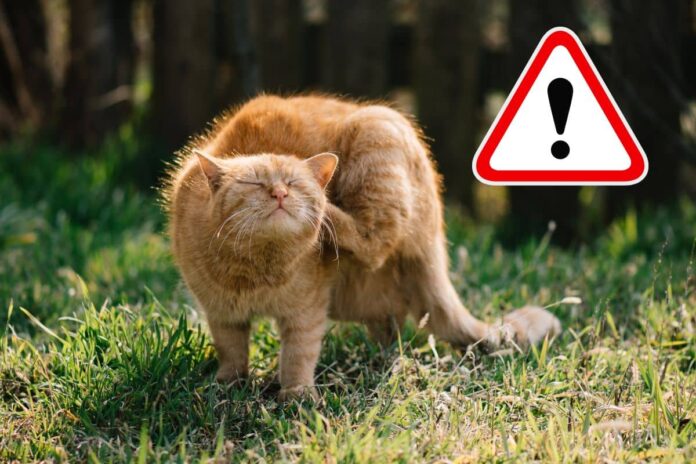 Chat roux se grattant avec un panneau d'avertissement.