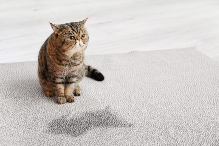 Quelles astuces pour préserver son intérieur des accidents urinaires du chat ?
