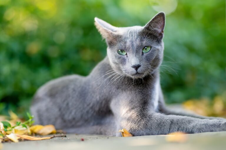 Comment prévenir les masses sous-cutanées chez son chat ? Les masses sous-cutanées sont des affections fréquentes chez le chat qui peuvent avoir des causes variées, de la simple réaction inflammatoire à la tumeur maligne. Bien que la plupart soient bénignes, il est important de les prévenir et de les surveiller pour préserver la santé et le bien-être de votre compagnon félin. Adopter une alimentation de qualité pour renforcer l'immunité Choisir des croquettes riches en protéines animales et pauvres en céréales Pour soutenir le système immunitaire de votre chat, il est essentiel de lui fournir une alimentation adaptée à ses besoins spécifiques. Privilégiez des croquettes formulées avec des ingrédients de qualité, en particulier des protéines animales digestibles comme la viande ou le poisson. Ces protéines apportent les acides aminés essentiels au bon fonctionnement de l'organisme et au maintien des défenses naturelles. Évitez en revanche les croquettes contenant une proportion élevée de céréales, qui peuvent provoquer des déséquilibres nutritionnels et des intolérances chez certains chats. Lisez attentivement les étiquettes et choisissez des marques reconnues pour la qualité de leurs ingrédients. N'hésitez pas à demander conseil à votre vétérinaire pour trouver l'alimentation la plus adaptée à votre compagnon félin. Privilégier les friandises naturelles comme récompenses Si vous aimez offrir des friandises à votre chat, optez pour des produits naturels et peu transformés. Les petits morceaux de viande cuite sans assaisonnement, comme le poulet ou le bœuf, sont d'excellents choix. Vous pouvez aussi proposer des friandises à base de poisson comme le thon ou le saumon, riches en acides gras oméga-3 bénéfiques pour la santé. Modérez cependant la fréquence et la quantité de friandises distribuées pour éviter tout déséquilibre alimentaire. Les récompenses ne doivent pas dépasser 10% de l'apport calorique quotidien de votre chat. Préférez les moments de jeu et de complicité pour renforcer vos liens, tout en stimulant son activité physique, bénéfique pour son bien-être général. Les protéines animales sont essentielles : Elles fournissent les acides aminés nécessaires à la synthèse d'anticorps et de cellules immunitaires. Les céréales en excès peuvent provoquer des intolérances et affaiblir les défenses naturelles. Les friandises doivent rester occasionnelles pour ne pas déséquilibrer la ration quotidienne. Stériliser son chat pour diminuer les risques de bagarres et morsures Intervenir avant la puberté pour une efficacité optimale La stérilisation est une étape importante pour préserver la santé de votre chat et prévenir certains comportements à risque. En effet, les chats non stérilisés, en particulier les mâles, sont plus enclins à fuguer et à se battre pour défendre leur territoire ou accéder aux femelles. Ces bagarres peuvent entraîner de graves morsures, avec un risque élevé d'abcès et d'infections. Pour une efficacité optimale, il est recommandé de faire stériliser votre chaton avant sa puberté, généralement entre 4 et 6 mois. L'intervention est plus simple et la récupération plus rapide sur un jeune animal. La stérilisation précoce permet aussi de prévenir l'apparition des comportements sexuels et des marquages urinaires, tout en réduisant le risque de tumeurs mammaires chez la femelle. Prenons l'exemple d'un chaton mâle adopté à l'âge de 3 mois. En le faisant stériliser dès 5 mois, avant ses premières sorties, vous limiterez considérablement son instinct de bagarre et de territorialité. Il sera plus calme, plus câlin et moins fugueur. Avantages de la stérilisation précoce Précautions post-opératoires Réduit les comportements à risque (bagarres, fugues) Surveillez la cicatrisation Intervention plus simple et récupération rapide Gardez le chat au calme pendant quelques jours Prévient les tumeurs mammaires chez la femelle Utilisez une collerette si besoin Limite les marquages urinaires Administrez le traitement prescrit