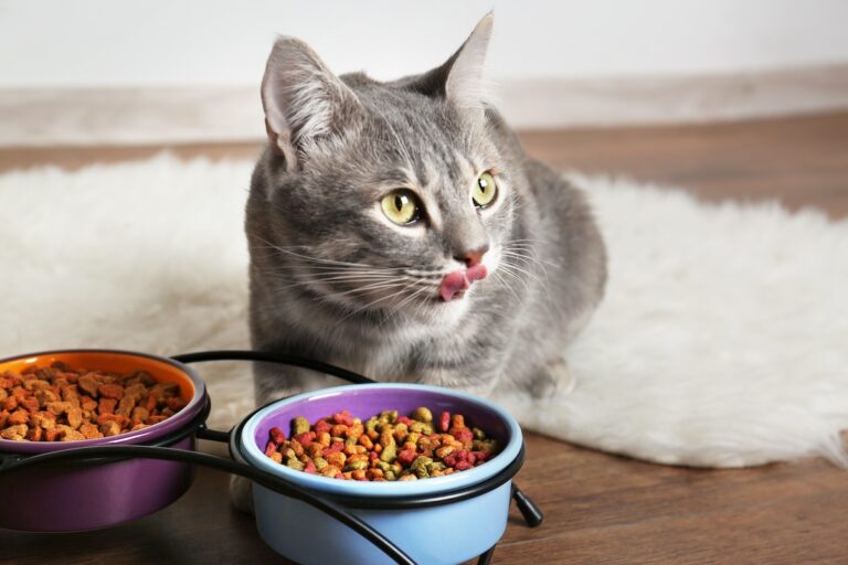 Croquettes pour chat avec ou sans céréales : que choisir ?