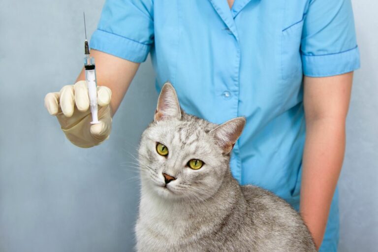 Vétérinaire tenant une seringue près d'un chat gris.
