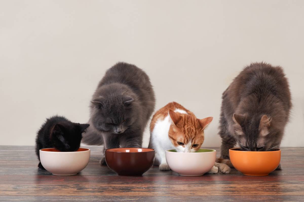 alimentation chat stérilisé