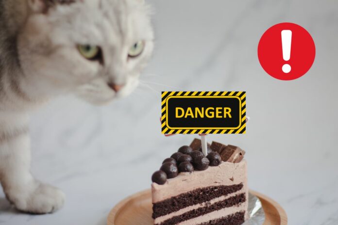 Un chat près d'un gâteau au chocolat avec un panneau "danger" dessus.