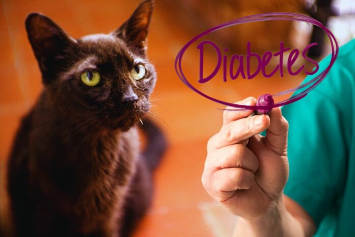 Un chat noir avec des yeux verts, avec un professionnel de la santé écrivant le mot "Diabetes".