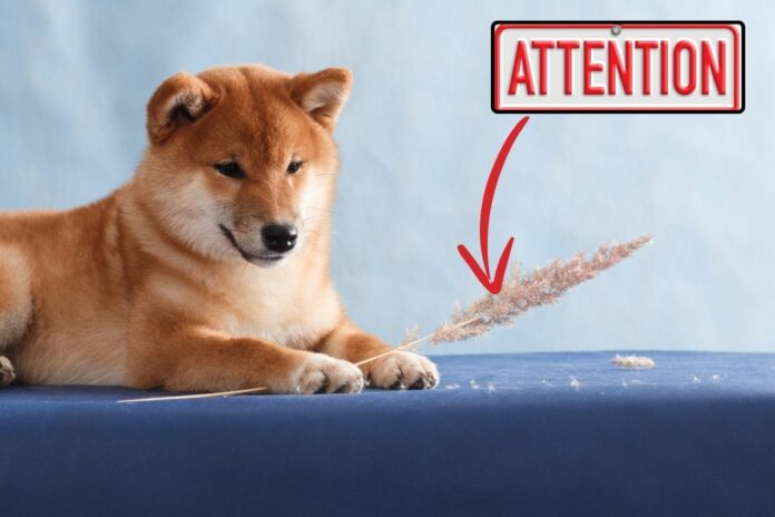 Un chien allongé à côté d'un épillet avec un panneau "Attention".