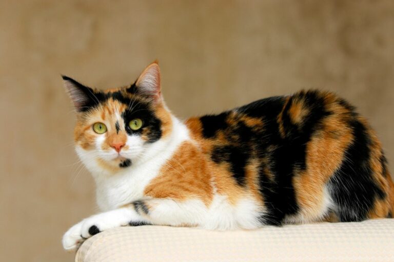 Chat Calico