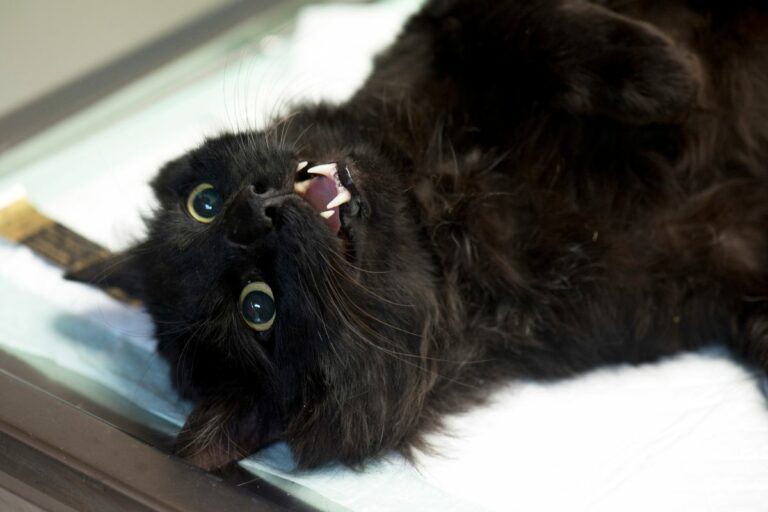 Castration du chat : pourquoi le faire et quel est le bon moment ?