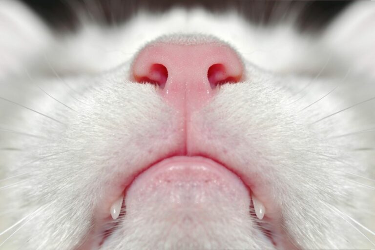 Gros plan sur le nez d'un chat blanc.