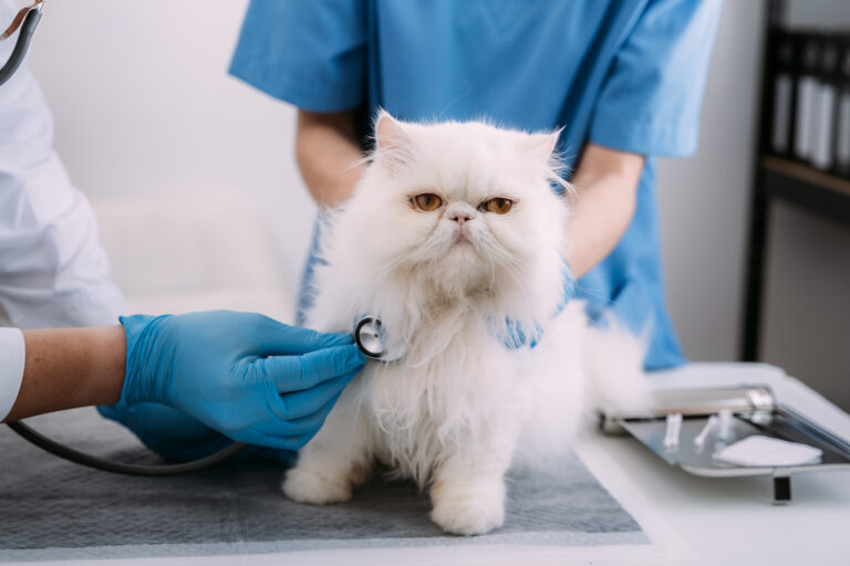 Comment choisir la meilleure assurance pour votre chat ?