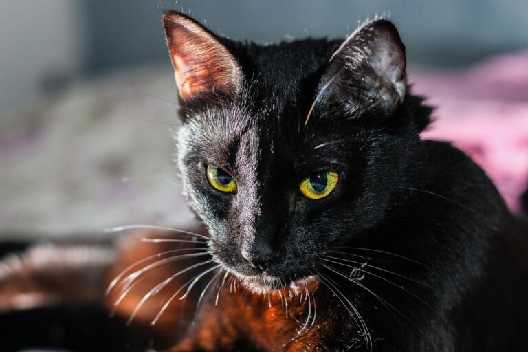 Le caractère des chats : pourquoi chaque félin est unique
