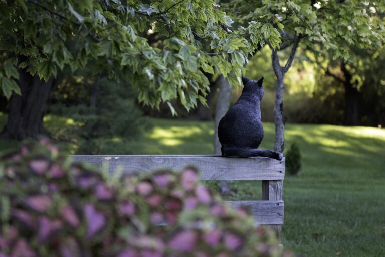 Les chats dans l’histoire : de l’antiquité à nos jours