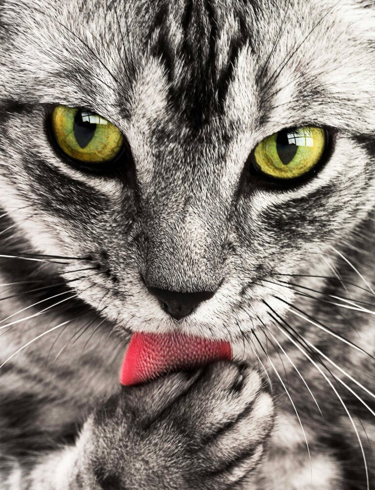 Les chats et l’hygiène : pourquoi ils sont des experts du toilettage