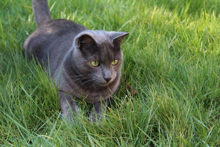 Pourquoi les chats aiment tant se réchauffer au soleil ?