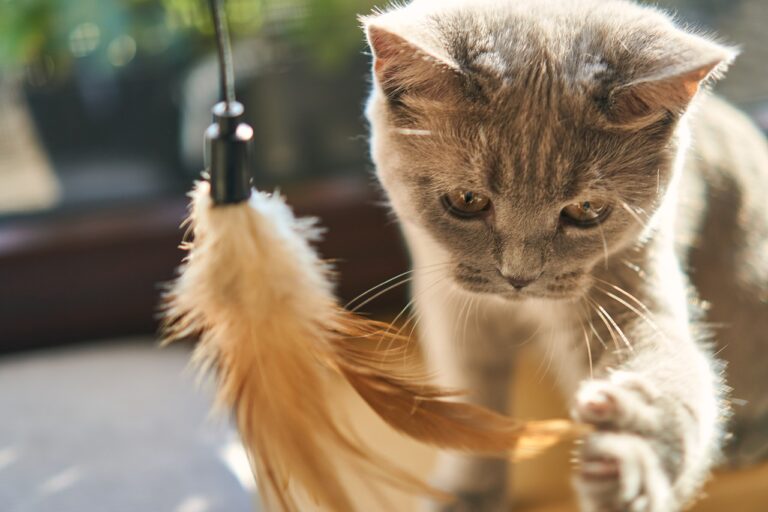 Le langage corporel du chat : comment interpréter chaque geste