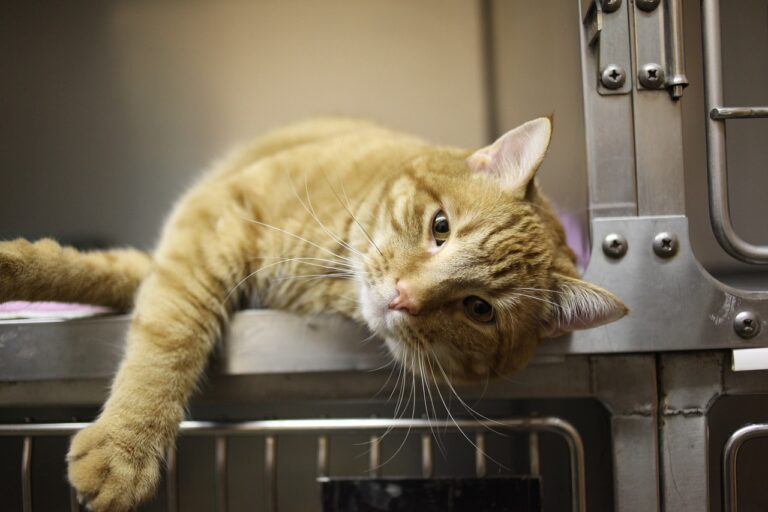 Faut-il vacciner son chat ?