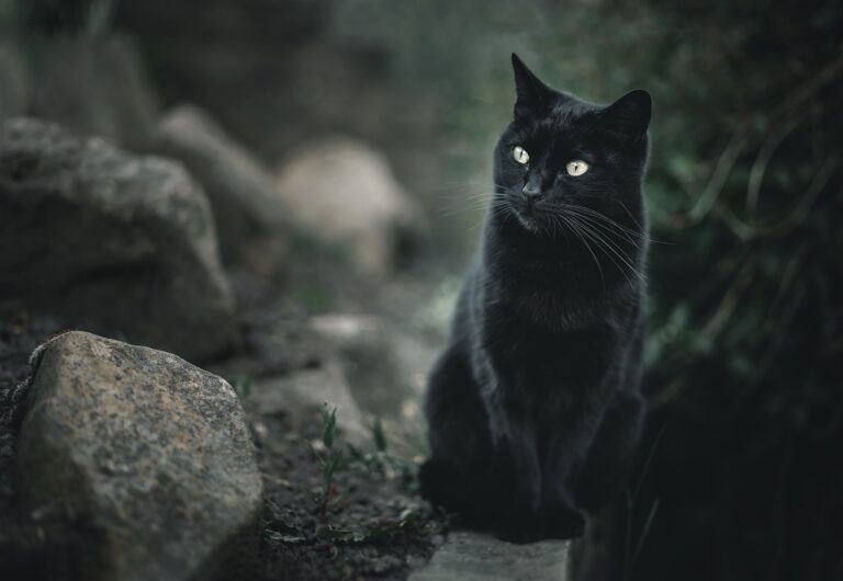 Les super-pouvoirs des chats : pourquoi ils nous fascinent tant