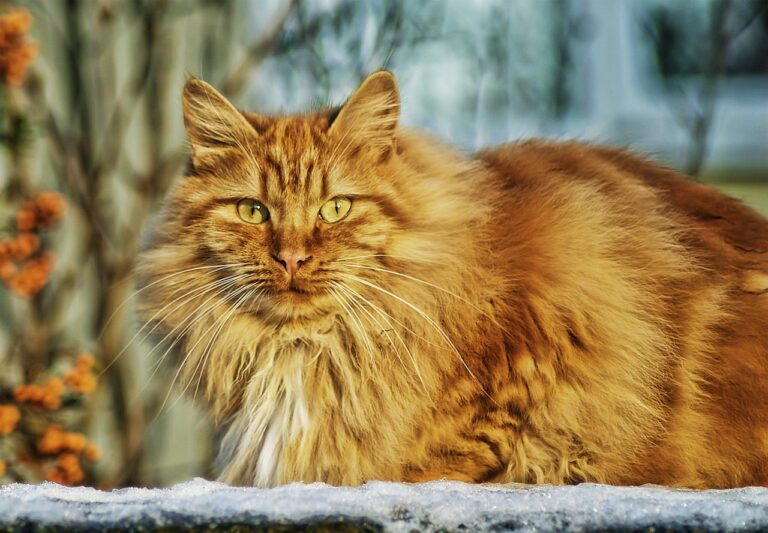 Comment entretenir le pelage de son chat ?