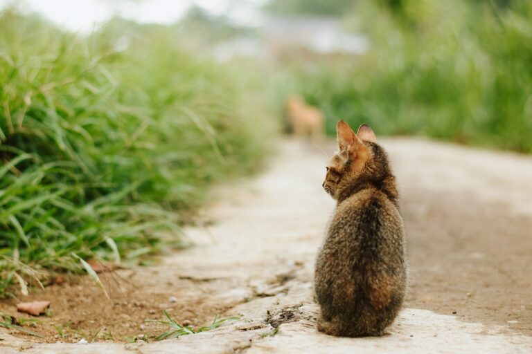 Pourquoi votre chat vous ignore parfois : les secrets de leur comportement