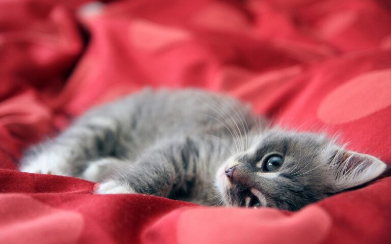 Comment socialiser votre chaton pour qu’il devienne un adulte équilibré