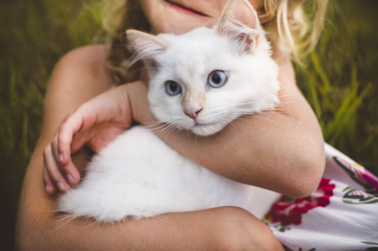 Est-ce une bonne idée de partager son lit avec un chat ? Les réponses des experts
