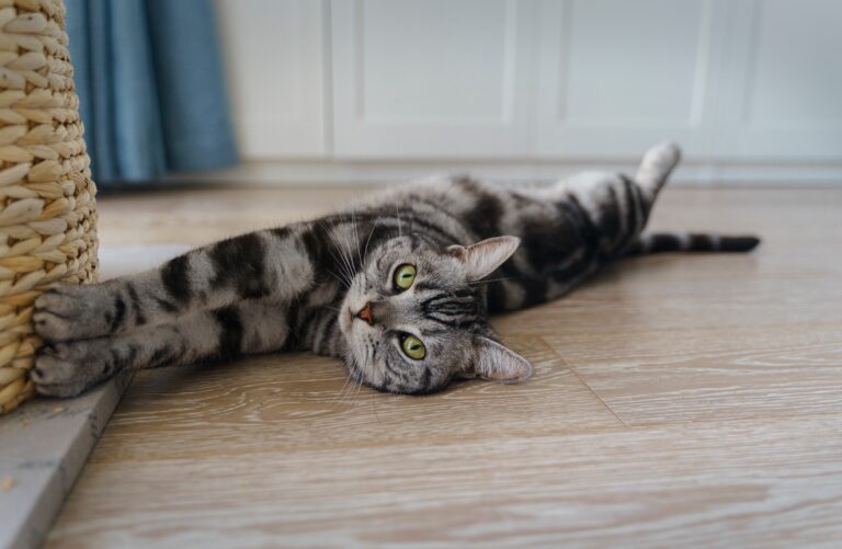 Pourquoi ne pas dormir avec son chat ?