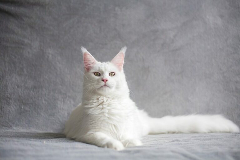 Les chats et leur indépendance : comment gérer un félin solitaire