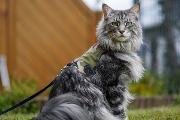 Les races de chats les plus fascinantes : découvrez leur caractère unique