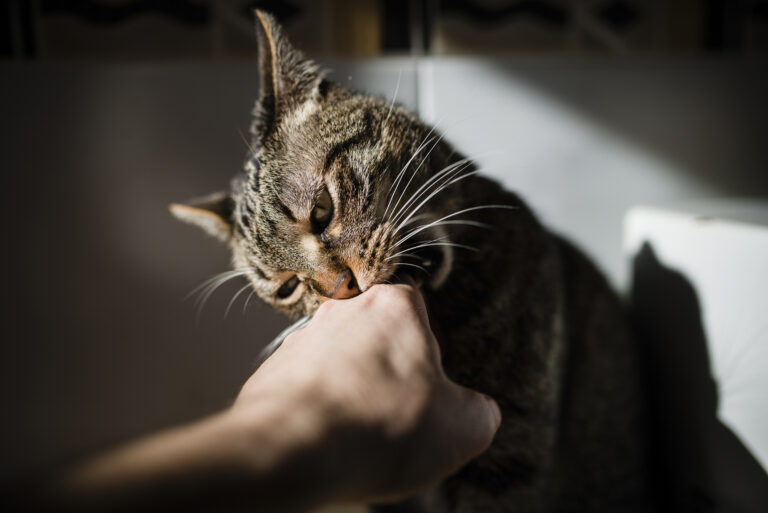 Pourquoi mon chat grogne en jouant ? Apprendre et calmer son attitude