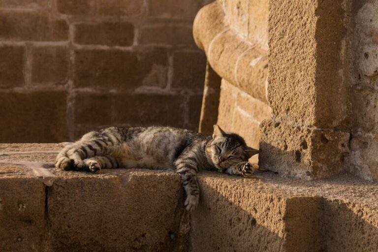 La vie secrète des chats : une journée dans la peau de votre félin