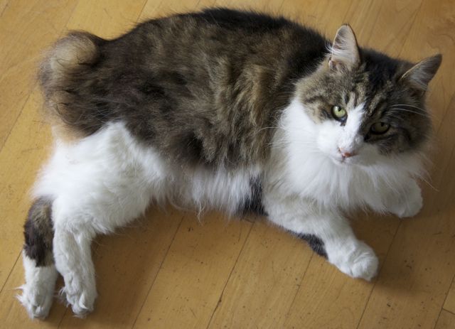 Chat Cymric