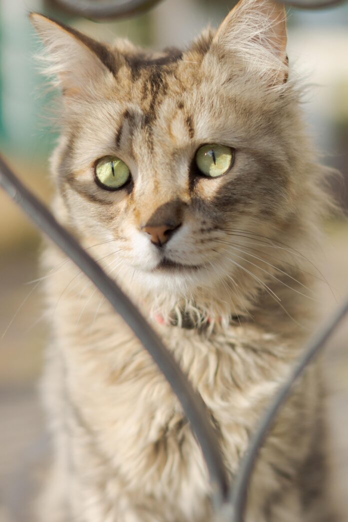 Chat LaPerm