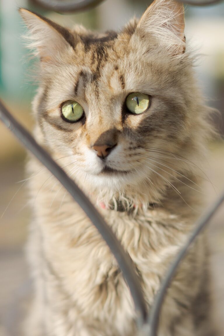 Chat LaPerm