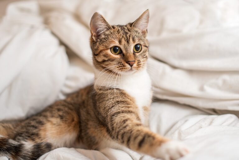 chaton en pleine forme