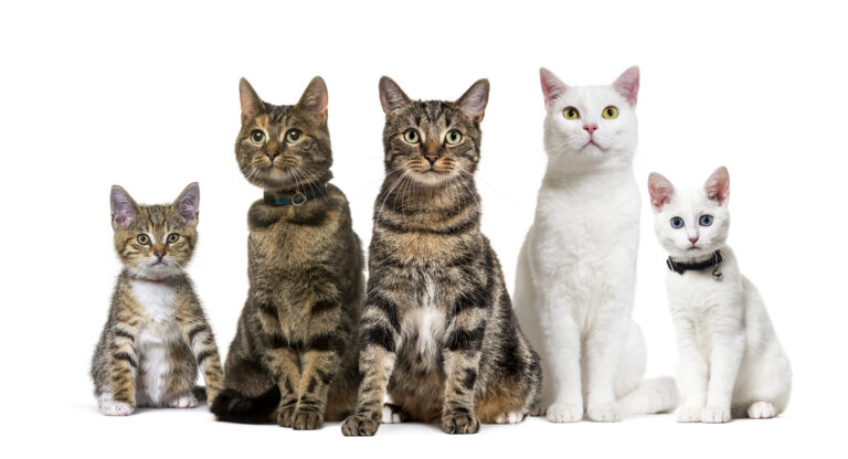 mythes sur les chats