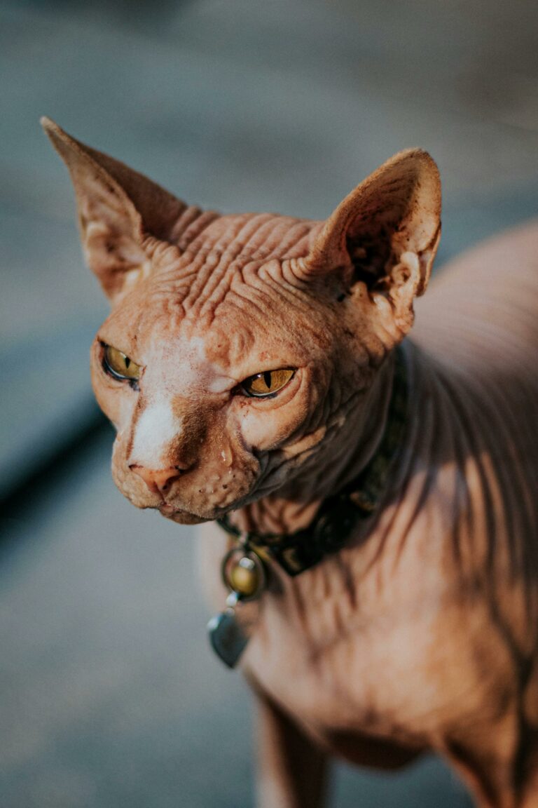 Chat donskoy