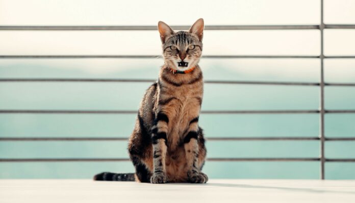 Chat de race Sokoké