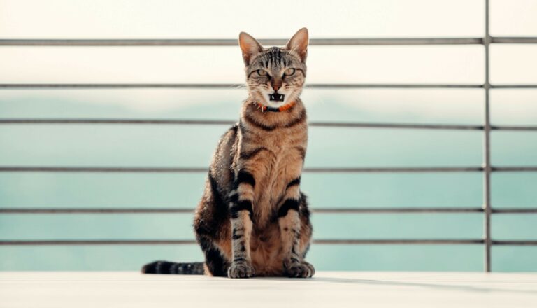 Chat de race Sokoké