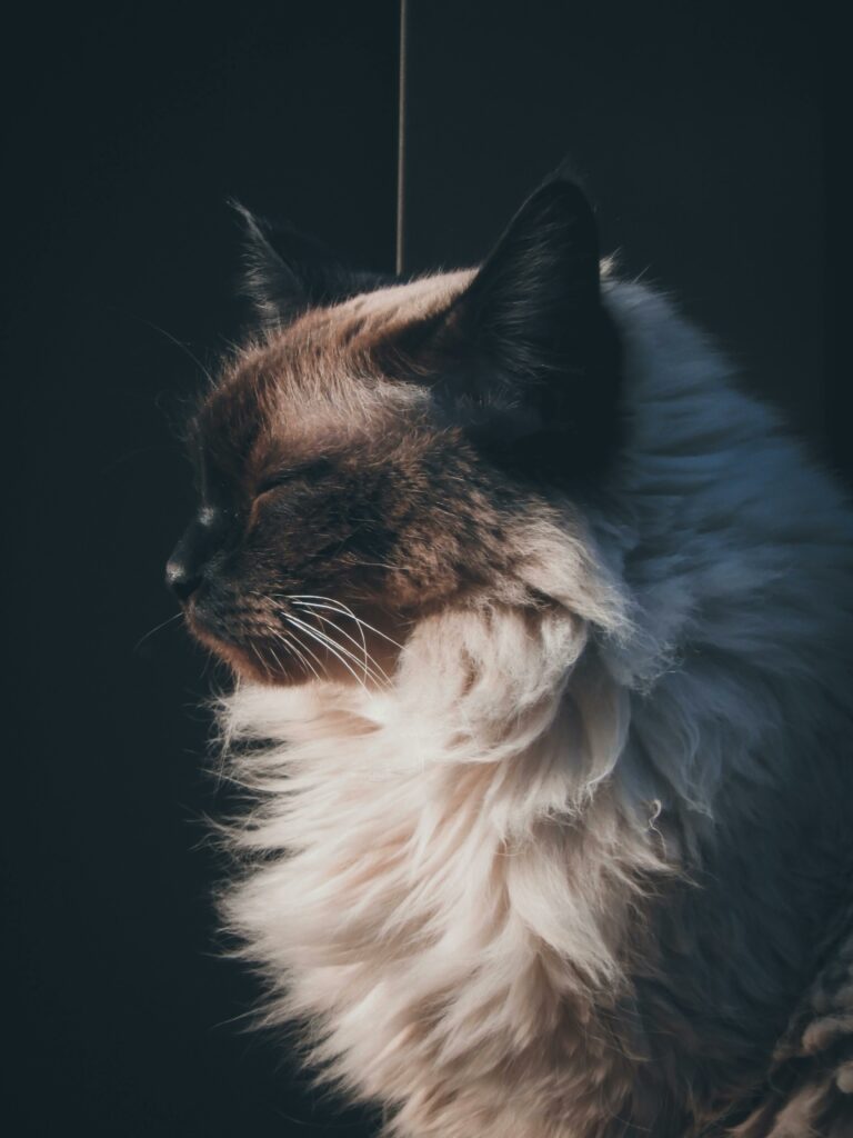 chat Raggamuffin