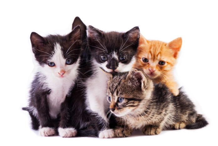 comportements de chats
