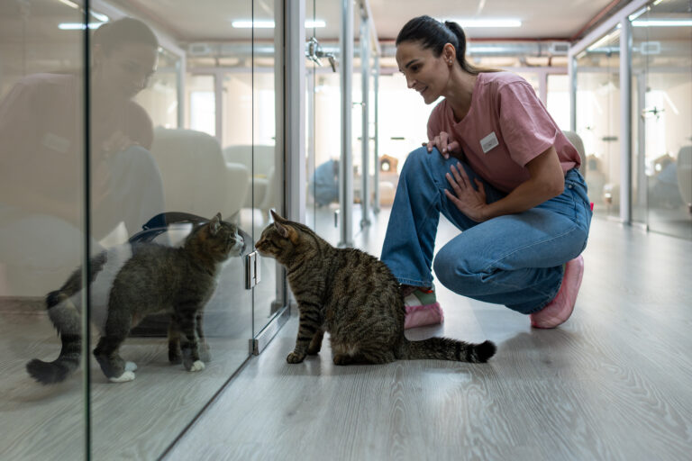 chat stressé