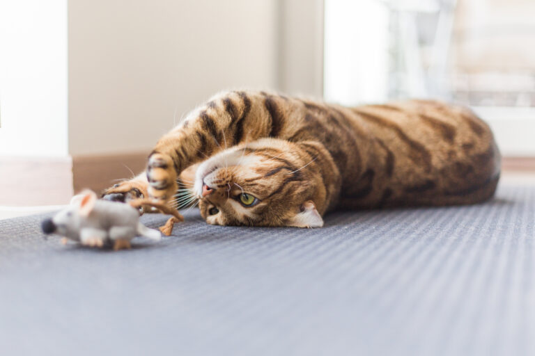 chat griffe