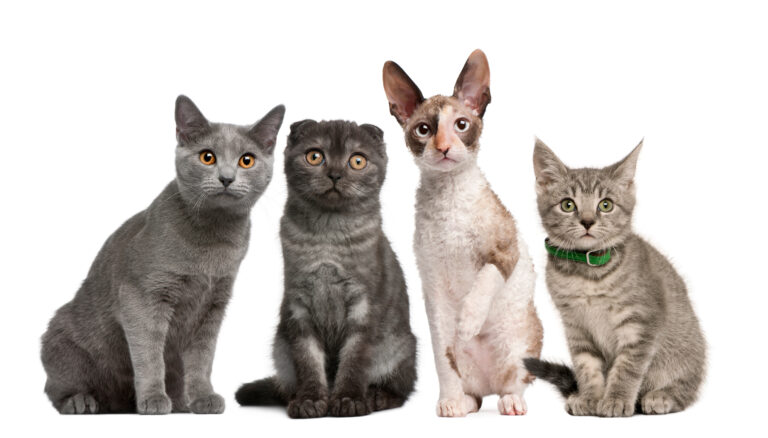 races de chats