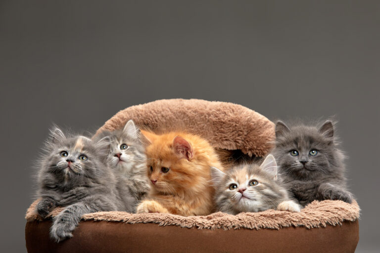 Chat